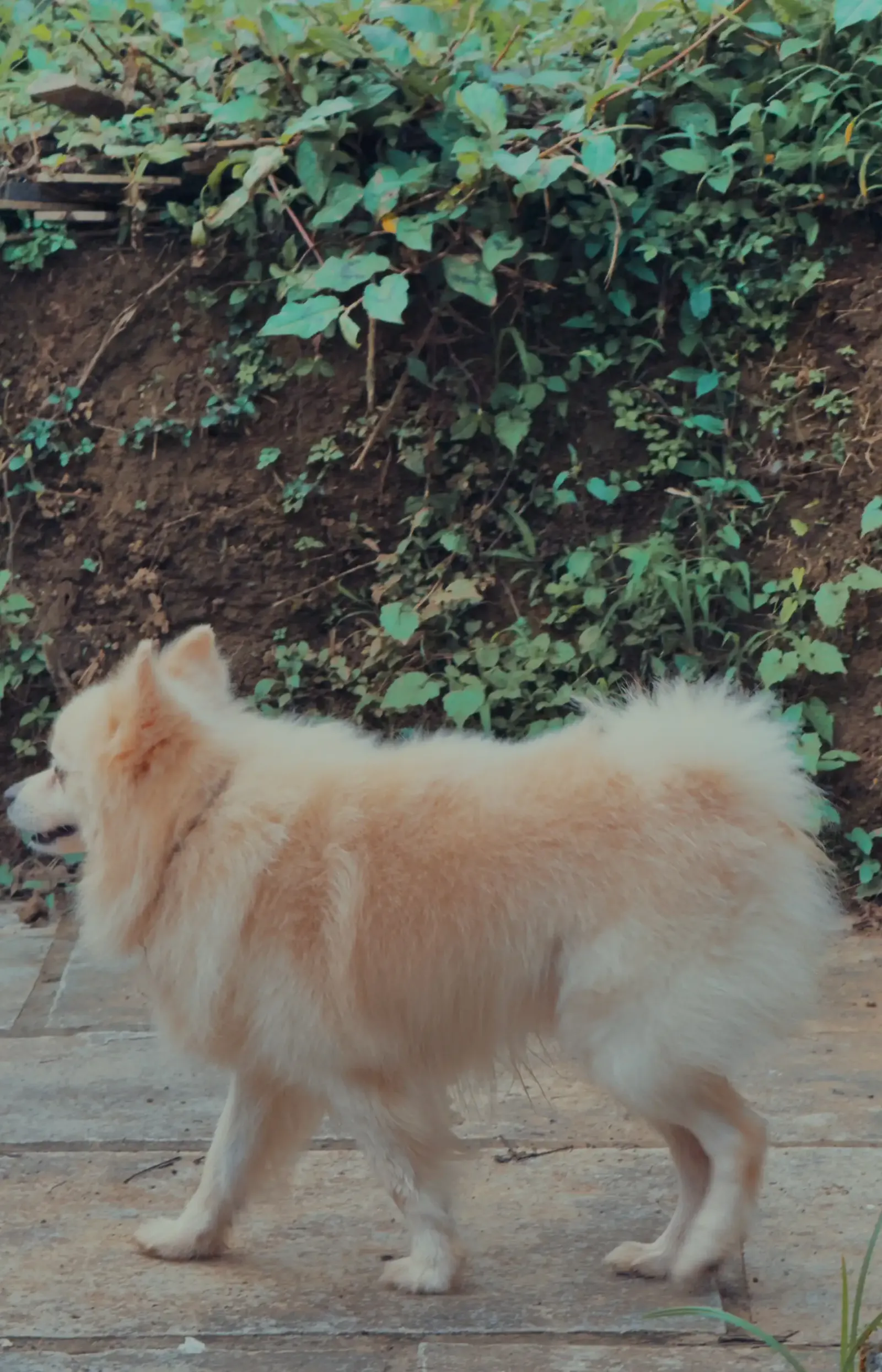 Fluffy cream-coloured dog walking along a stone path beside a grassy bank