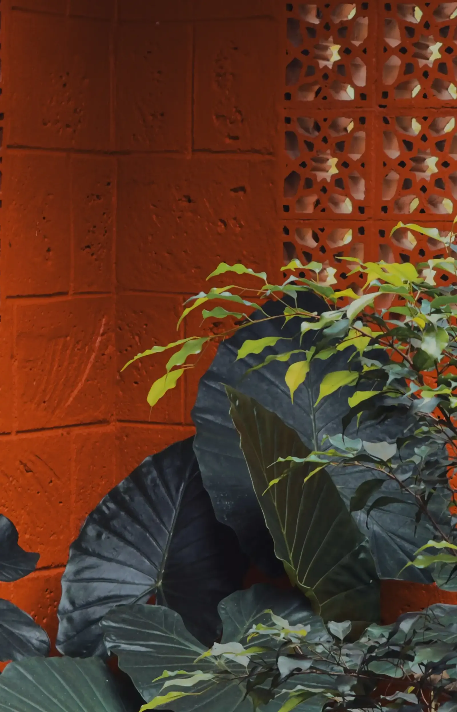 Dark elephant-ear leaves against a terracotta wall with a patterned jali